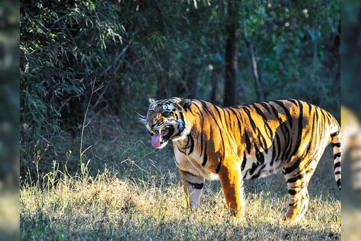 Best Madhya Pradesh Tour Packages from Noida | Wildlife, Heritage & Spiritual Tours